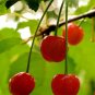Limited Edition WILD CHERRY, Prunus Avium sweet exotic edible tropical fruit cereza seed 5 SEEDS