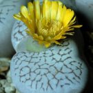 Exclusive Dinteranthus vanzylii rare mesembs cacti seed 100 SEEDS