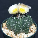 Premium Astrophytum Myriostigma cv HAKUN rare cacti exotic japan cactus seed 50 SEEDS Premium Astrophytum Myriostigma cv HAKUN rare cacti exotic japan cactus seed 50 SEEDS