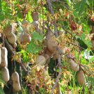 Exclusive Tamarindus indica, tamarind tree tropical edible fruit wood bonsai seed 15 SEEDS Exclusive Tamarindus indica, tamarind tree tropical edible fruit wood bonsai seed 15 SEEDS