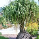 Limited Edition Beaucarnea Recurvata, RARE elephant foot ponytail palm CAUDEXbonsai100 SEEDS Limited Edition Beaucarnea Recurvata, RARE elephant foot ponytail palm CAUDEXbonsai100 SEEDS