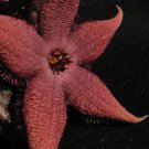 New Arrival Hot Chocolate Stapelia cactus plant exotic succulent 2"" pot