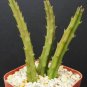 New Arrival Hot Chocolate Stapelia cactus plant exotic succulent 2"" pot