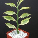 Top-Quality PEDILANTHUS TITHYMALOIDES v CUCULLATUS YELLOW VARIEGATED exotic rare plant 2"" Top-Quality PEDILANTHUS TITHYMALOIDES v CUCULLATUS YELLOW VARIEGATED exotic rare plant 2""