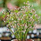 Limited Edition (1 ROOTED PIECE)Euphorbia guiengola succulent caudex bonsai hanging plant 2"" Limited Edition (1 ROOTED PIECE)Euphorbia guiengola succulent caudex bonsai hanging plant 2""