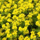 Exclusive RARE EUPHORBIA LATHYRIS | exotic caudex madagascar succulent bonsai seed 5 seeds Exclusive RARE EUPHORBIA LATHYRIS | exotic caudex madagascar succulent bonsai seed 5 seeds