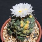 Limited Edition Thelocactus hexaedrophorus VARIEGATED exotic cactus cacti rare seed 100 SEEDS