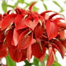 Exclusive Erythrina Arborescens, rare red Sunshine Coral Tree tropical fresh seed 10 seeds