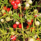 Premium Asparagus Falcatus FERN shrub fragrant flower bush bird atract seed100 seeds Premium Asparagus Falcatus FERN shrub fragrant flower bush bird atract seed100 seeds