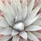Exclusive Century Plant, AGAVE AMERICANA rare succulent exotic maguey aloe seed 15 SEEDS Exclusive Century Plant, AGAVE AMERICANA rare succulent exotic maguey aloe seed 15 SEEDS