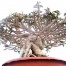 New Arrival Euphorbia capsaintemariensis exotic madagascar bonsai caudex cacti seed 5 seeds New Arrival Euphorbia capsaintemariensis exotic madagascar bonsai caudex cacti seed 5 seeds