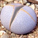 New Arrival Dinteranthus wilmotianus BLUE form exotic BLUISH colormesembs seed 20 SEEDS New Arrival Dinteranthus wilmotianus BLUE form exotic BLUISH colormesembs seed 20 SEEDS