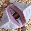 Premium Lapidaria margaretae rare mesembs living stone cacti exotic cactus seed 15 SEEDS Premium Lapidaria margaretae rare mesembs living stone cacti exotic cactus seed 15 SEEDS