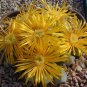 Exclusive Lapidaria margaretae rare mesembs living stone cacti exotic cactus seed 30 SEEDS