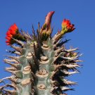 Exclusive Euphorbia Viguieri, exotic rare succulent madagascar palm cacti seed 100 seeds