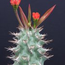 Premium Euphorbia Viguieri v ANKARAFATSIENSIS exotic flower madagascar rare seed 5 seeds Premium Euphorbia Viguieri v ANKARAFATSIENSIS exotic flower madagascar rare seed 5 seeds