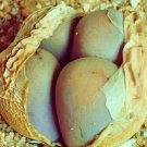 Limited Edition Lithops Steineckeana rare plant exotic living stones ice succulent seed 15 SEEDS