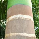 Top-Quality Roystonea Regia, CUBAN ROYAL PALM tree ornamental palms home plant seed 15 seeds Top-Quality Roystonea Regia, CUBAN ROYAL PALM tree ornamental palms home plant seed 15 seeds