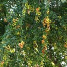 Best-Selling Manilla tamarind, Pithecellobium dulce exotic Madras thorn fruit seed - 15 SEEDS Best-Selling Manilla tamarind, Pithecellobium dulce exotic Madras thorn fruit seed - 15 SEEDS