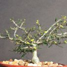 New Arrival Euphorbia NEOBOSSERI exotic color madagascar rare bonsai blue cacti seed 5 seeds