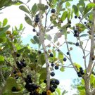 Exclusive Spanish Stopper Eugenia foetida, Florida native wild tree bonsai seed 10 seeds Exclusive Spanish Stopper Eugenia foetida, Florida native wild tree bonsai seed 10 seeds
