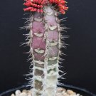 Premium Euphorbia neohumbertii BLUE LEAF exotic madagascar palm cacti rare seed 5 seeds Premium Euphorbia neohumbertii BLUE LEAF exotic madagascar palm cacti rare seed 5 seeds