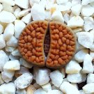 Best-Selling Lithops hookeri vermiculate form c336 rare living stones exotic mesembs 30 SEEDS Best-Selling Lithops hookeri vermiculate form c336 rare living stones exotic mesembs 30 SEEDS