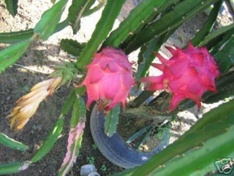 Premium Dragon fruit pitaya white flesh edible cactus exotic rare plant seed 500 seeds