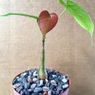 Exclusive Pseudobombax Ellipticum bombax exotic shaving brush tree bottle bonsai plant 4"" Exclusive Pseudobombax Ellipticum bombax exotic shaving brush tree bottle bonsai plant 4""