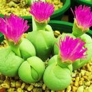 Limited Edition GIBBAEUM HEATHII, living stones exotic rock ice plant rare mesembs seed 20 SEEDS