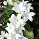 New Arrival Stephanotis floribunda Madagascar jasmine vine rare exotic flower seed 10 SEEDS New Arrival Stephanotis floribunda Madagascar jasmine vine rare exotic flower seed 10 SEEDS