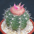 Limited Edition Melocactus peruvianus minima | exotic globular cacti rare cactus seed 100 SEEDS Limited Edition Melocactus peruvianus minima | exotic globular cacti rare cactus seed 100 SEEDS
