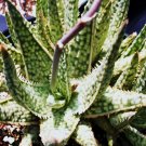 Exclusive Aloe cultivar white lightning, exotic hybrid rare color succulentseed 50 SEEDS Exclusive Aloe cultivar white lightning, exotic hybrid rare color succulentseed 50 SEEDS