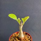 Best-Selling Namibian Grape Tree Cyphostemma Juttae rare exotic succulent 4"" plant Best-Selling Namibian Grape Tree Cyphostemma Juttae rare exotic succulent 4"" plant