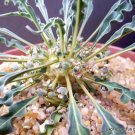 Premium RARE Euphorbia hadraumautica, exotic madagascar bonsai cacti caudex seed 5 seeds Premium RARE Euphorbia hadraumautica, exotic madagascar bonsai cacti caudex seed 5 seeds