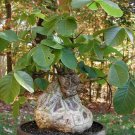 Exclusive Pseudobombax Ellipticum bombax exotic shaving brush tree bottle bonsai plant 6"" Exclusive Pseudobombax Ellipticum bombax exotic shaving brush tree bottle bonsai plant 6""