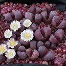 New Arrival Lithops Optica RUBRA rare mesembs exotic succulent living stones cactus 30 SEEDS New Arrival Lithops Optica RUBRA rare mesembs exotic succulent living stones cactus 30 SEEDS