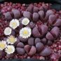 New Arrival Lithops Optica RUBRA rare mesembs exotic succulent living stones cactus 30 SEEDS