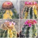 Premium Melocactus VARIETY MIX variegated variegata globular cacti cactus seed 100 SEEDS Premium Melocactus VARIETY MIX variegated variegata globular cacti cactus seed 100 SEEDS