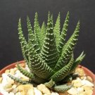 Best-Selling Haworthia Fasciata attenuata rare succulent plant gasteria exotic cactus 4"" pot Best-Selling Haworthia Fasciata attenuata rare succulent plant gasteria exotic cactus 4"" pot