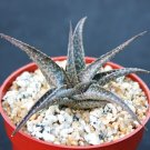 Best-Selling ALOE cv. Firebird exotic rare succulent bonsai gasteraloe hybrid plant 4"" pot