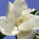 Best-Selling MAGNOLIA GRANDIFLORA , exotic flowering tree FRAGRANT FLOWER rare seed 30 seeds Best-Selling MAGNOLIA GRANDIFLORA , exotic flowering tree FRAGRANT FLOWER rare seed 30 seeds