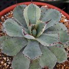 Exclusive Agave Kissho Kan lime marginated VARIEGATED rare succulent plant potatorum 4""pot