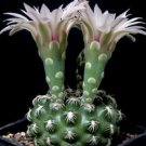 Top-Quality Gymnocalycium colochlorum exotic collector item flower rare cactus seed 50 SEEDS Top-Quality Gymnocalycium colochlorum exotic collector item flower rare cactus seed 50 SEEDS