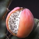 Top-Quality Cereus peruvianus MONTROSE night blooming cactus plant edible fruit30 SEEDS Top-Quality Cereus peruvianus MONTROSE night blooming cactus plant edible fruit30 SEEDS