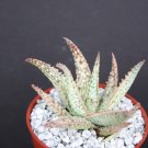 Premium ALOE cv WHITE LIGHTNING, exotic hybrid rare white color succulent plant 4"" pot Premium ALOE cv WHITE LIGHTNING, exotic hybrid rare white color succulent plant 4"" pot