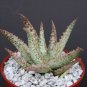 Premium ALOE cv WHITE LIGHTNING, exotic hybrid rare white color succulent plant 4"" pot