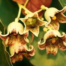 Top-Quality Brachychiton Populneus Kurrajong exotic flowering rare tree bonsai seed 50 seeds