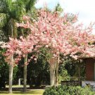 Limited Edition CASSIA JAVANICA NODOSA, pink & white shower tree beautiful flowers seed 10 seeds Limited Edition CASSIA JAVANICA NODOSA, pink & white shower tree beautiful flowers seed 10 seeds