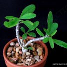 Premium RARE EUPHORBIA MILLII V TENUISPINA | exotic color madagascar bonsai seed 5 seeds Premium RARE EUPHORBIA MILLII V TENUISPINA | exotic color madagascar bonsai seed 5 seeds